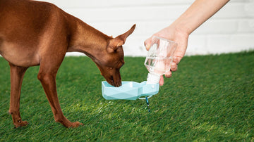 GF PET Travel Water Bottle with Fold-Out Bowl – 250 mL