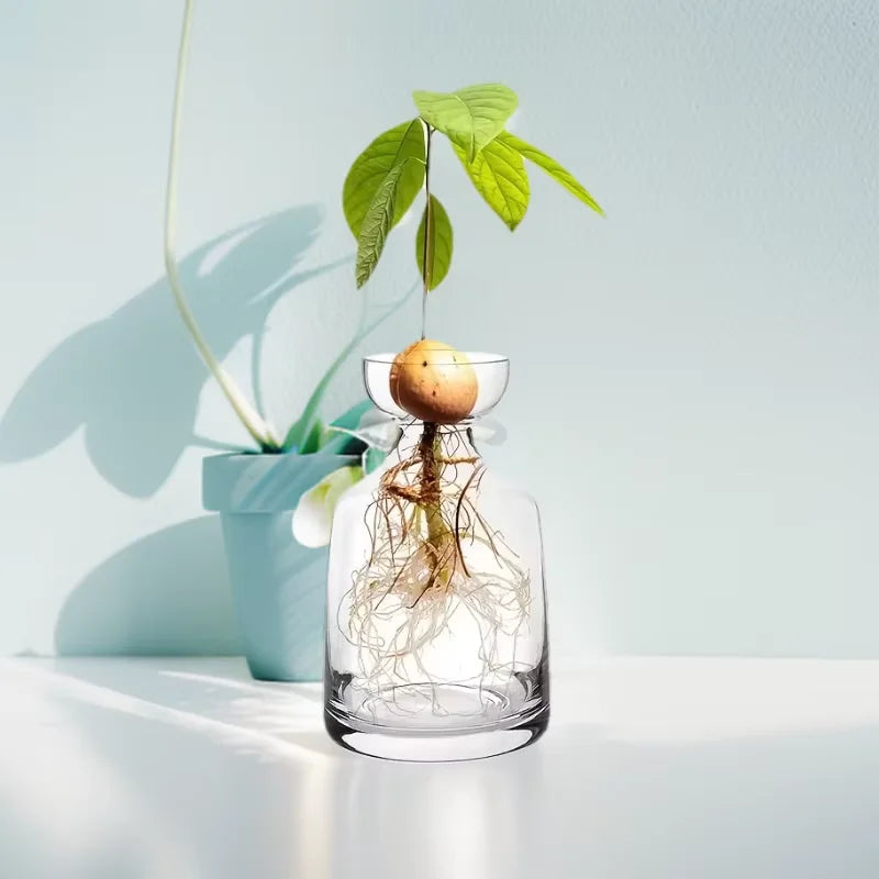 Four-piece Avocado Seed Starter Vase- Grow Your Own Avocado Tree Unique Glass Planting Pot for Gardening Lovers Start Your Green